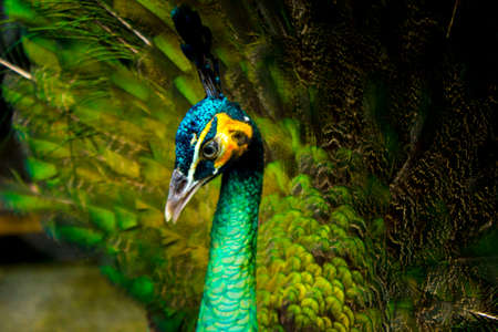 peacock male spreading beautiful tail