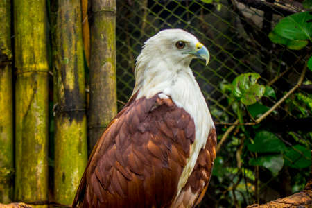 close-up eagel, hawk, or elang bondol (Haliastur indus) is a predatory species of the Accipitridae...