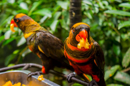bird, parrot (Eclectus roratus) burung nuri, eating seeds. beautiful parrot on green tree in nature...