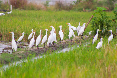 a flock of egrets bird or Ardeidae in the rice fields looking for food. egrets