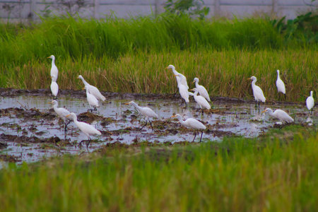 a flock of egrets bird or Ardeidae in the rice fields looking for food. egretsの写真素材