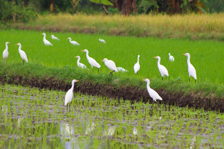 a flock of egrets bird or Ardeidae in the rice fields looking for food. egretsの写真素材