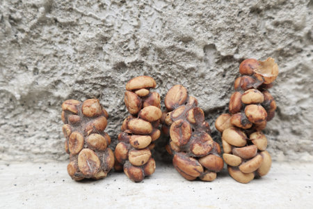 Kopi Luwak Coffee Bean or Civet coffee bean, world's most expensive coffeeの写真素材