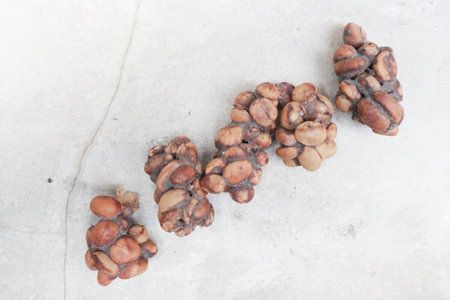 Kopi Luwak Coffee Bean or Civet coffee bean, world's most expensive coffee