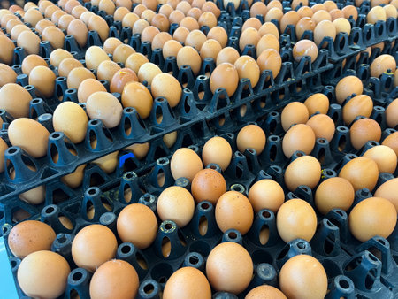 A large number of eggs are in a trayの写真素材