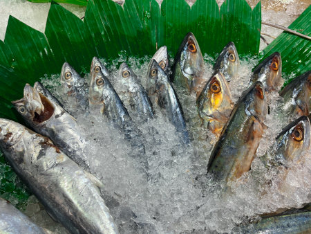 raw spanish mackerel fish served with ice.の写真素材