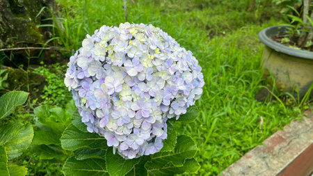blue, Hydrangea flower (Hydrangea macrophylla) blooming in spring and summer in a garden. Hydrangea...