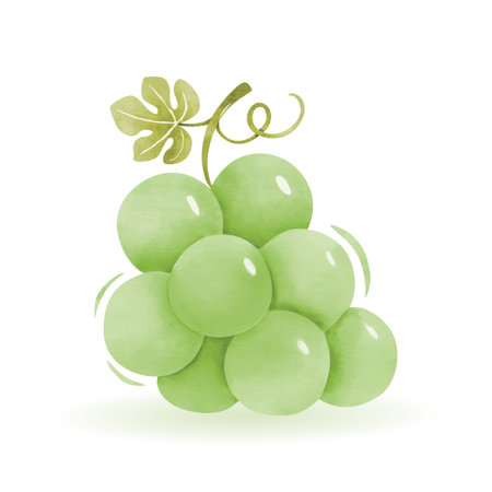 Grapes on a white background. Watercolor vector illustration.のイラスト素材