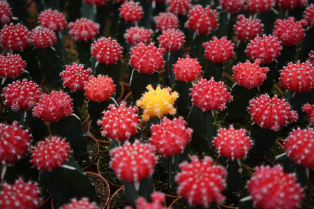 Colorful cactus with different color only in the middleの写真素材