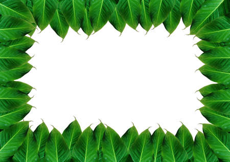 Top view of green leaves border isolated on white background with clipping path for design. Copy space for text, summerの写真素材