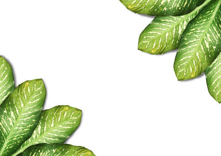 Flat lay layout of tropical leaves green on white background with copy space.Clipping path, Top viewの写真素材