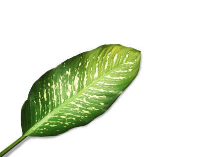 Flat lay layout of single leaves green on white background with copy space.Clipping path, Top view