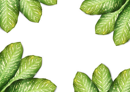 Flat lay layout of tropical leaves green on white background with copy space.Clipping path, Top viewの写真素材