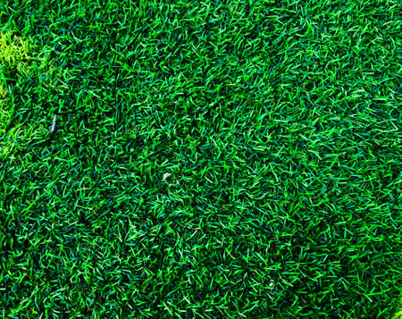 Closeup view of green grass soccer field background. Wallpaper for work and design.の写真素材