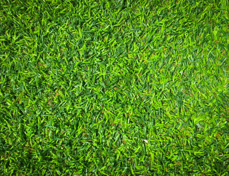 Closeup view of green grass soccer field background. Wallpaper for work and design.の写真素材
