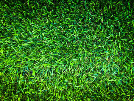 Beautiful green grass pattern from golf course for background. Copy space for work and design, Top viewの写真素材