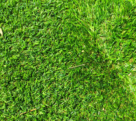 Closeup view of green grass soccer field background. Wallpaper for work and design.の写真素材