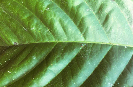 Green leaf texture background. Wallpaper for design, closeup view