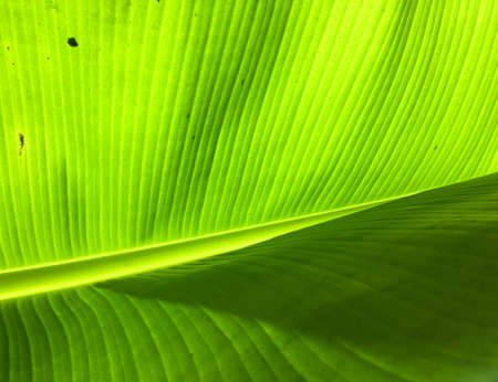 Banana leaf texture background. Wallpaper for design, closeup viewの写真素材