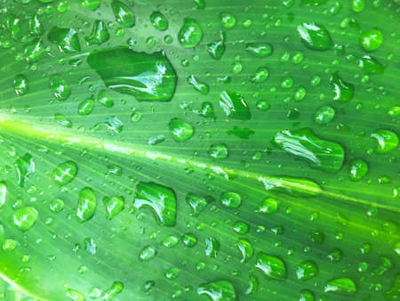 Drop water of green leaf texture background. Wallpaper for design, closeup viewの写真素材