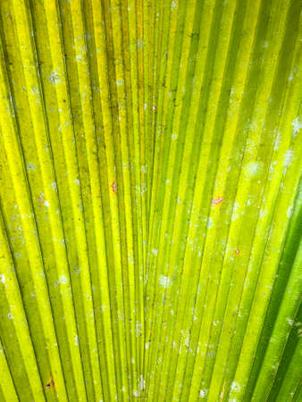 Balan in the natural background,close up viewの写真素材