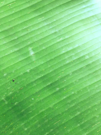 Banana leaf texture background. Wallpaper for design, closeup viewの写真素材