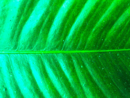 Green leaf texture background. Wallpaper for design, closeup viewの写真素材