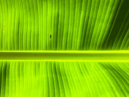Banana leaf texture background. Wallpaper for design, closeup viewの写真素材