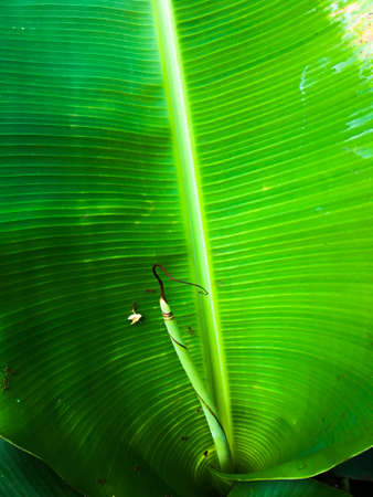 Banana leaf texture background. Wallpaper for design, closeup viewの写真素材