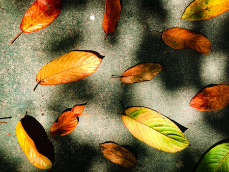 Green leaves on rustic wall background. flat lay for design. copy space