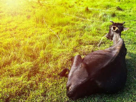 Black cow lying down on meadow with bright sunlight.