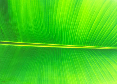Banana leaf texture background. Wallpaper for design, closeup viewの写真素材
