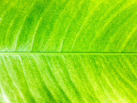 Close up view of green leaves texture background for design