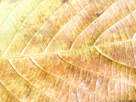 Close up view of green leaves texture background for design
