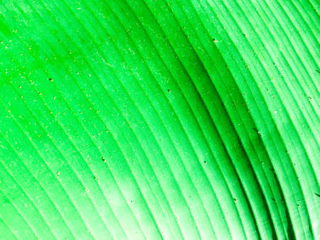 Banana leaf texture background. Wallpaper for design, closeup view