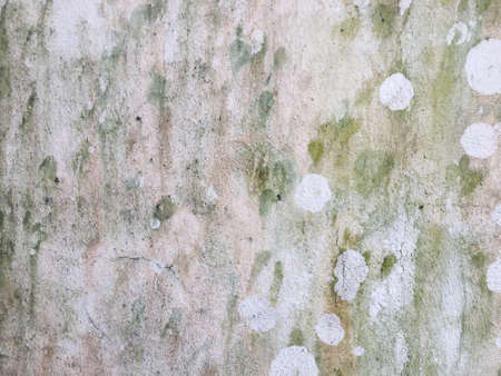 Concrete texture wall space background for designの写真素材