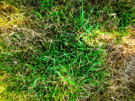 Top view of green grass texture background. Element of design.の写真素材