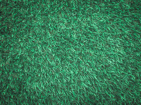 Nature green grass texture background for design. Eco concept.