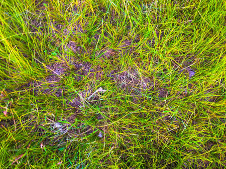 Green grass texture background for work with copy space