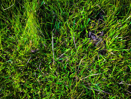 Green grass texture background for work with copy space