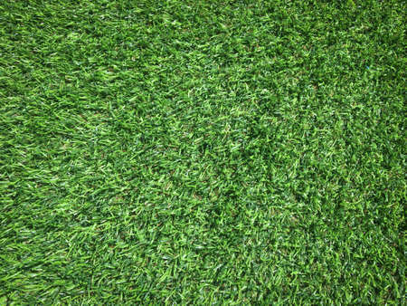 Green grass in the natural background for designの写真素材