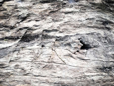 Natural pattern wood background for designの写真素材