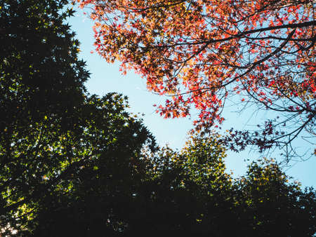 Green tree with leaves on evening time in japan