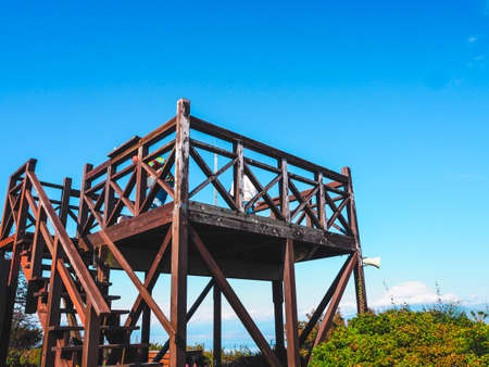 Green tree with leaves on evening time in japanの写真素材