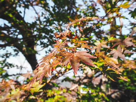 Green tree with leaves on evening time in japan