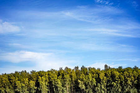 Beautiful pine trees with white clouds on sky background with copy space. wallpaper or banner...