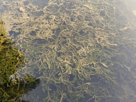 A stunning coastal landscape featuring clear blue water, pebbles, and vibrant green seaweed, creating a beautiful contrast.の写真素材