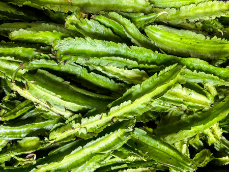 Group of Winged bean background in marketの写真素材