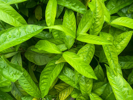 Nature green leaves backgound with  copy space for text or design tropical forest,の写真素材