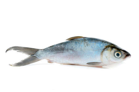 Fresh Sea-Bass Isolatedの写真素材